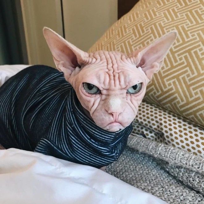 Grumpy-Cat-Loki-The-Sphynx