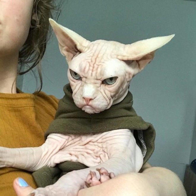 Grumpy-Cat-Loki-The-Sphynx