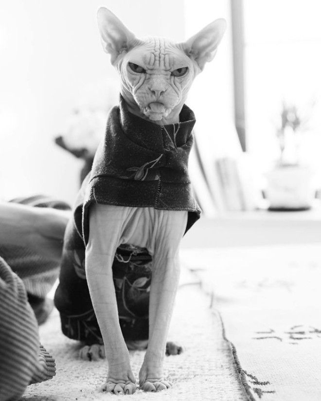 Grumpy-Cat-Loki-The-Sphynx