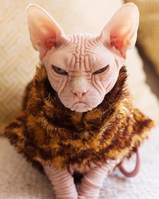 Grumpy-Cat-Loki-The-Sphynx