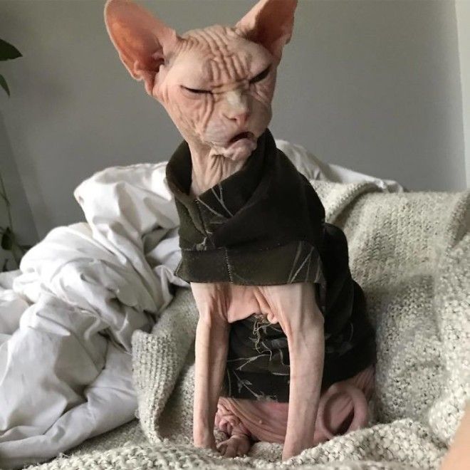 Grumpy-Cat-Loki-The-Sphynx