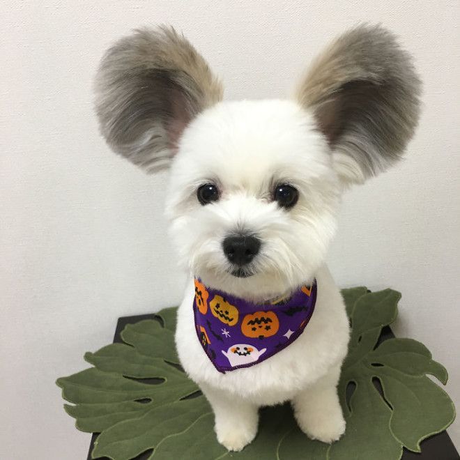 Funny-Fluffy-Ears-Dog-Goma