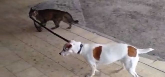 Cat-Taking-a-Dog-For-a-Walk.jpg