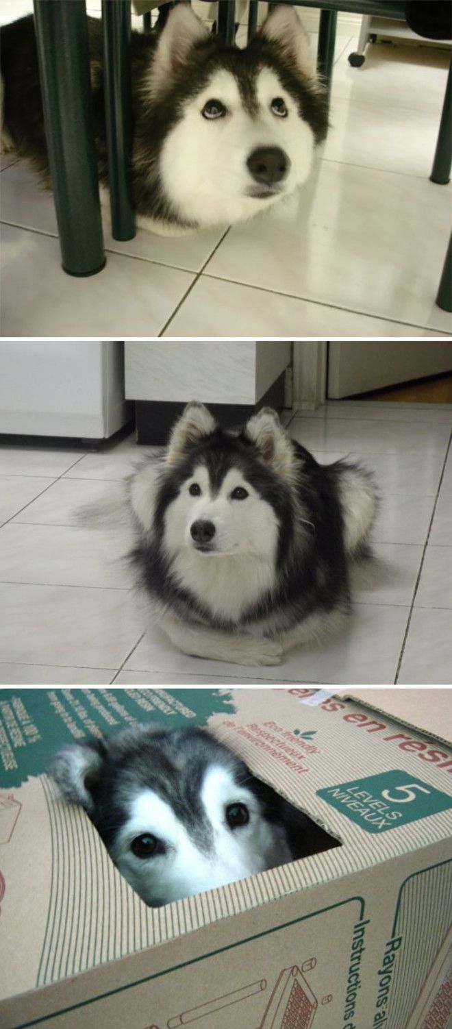 This Husky Raised By Cats Acts Like A Cat