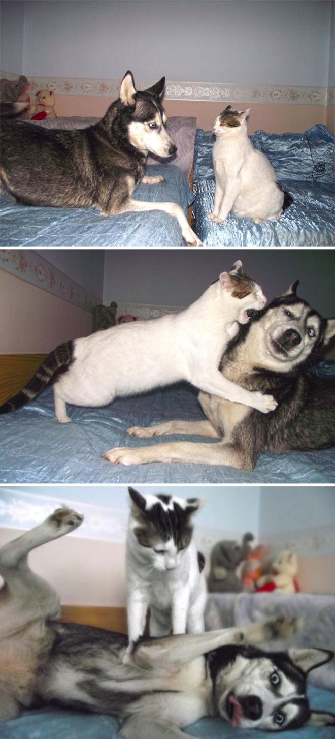 Cat Vs Husky