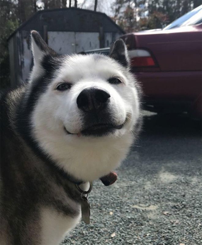 Big Smile From A Big Hearted Dog 13 Years Old