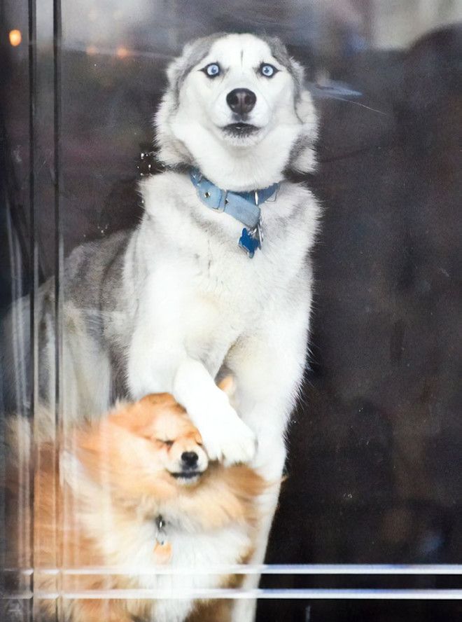 My Girlfriends Dog When Someones At The Door