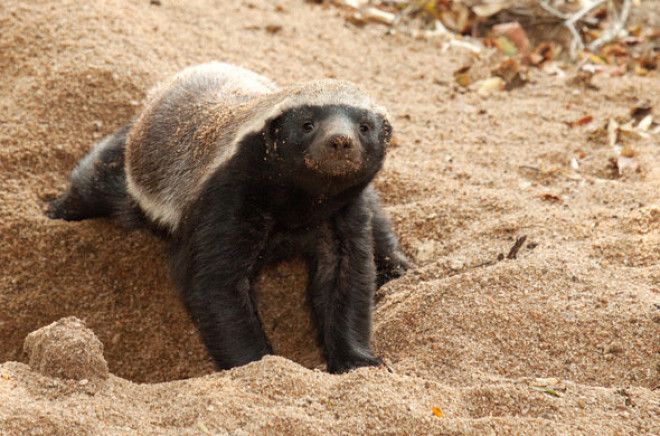 11 Fierce Facts About the Honey Badger