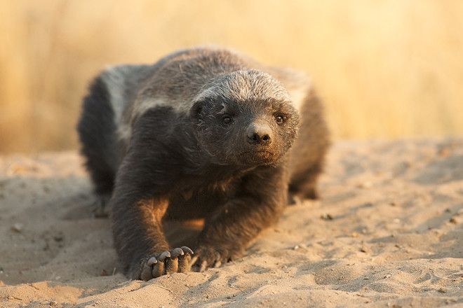 11 Fierce Facts About The Honey Badger 