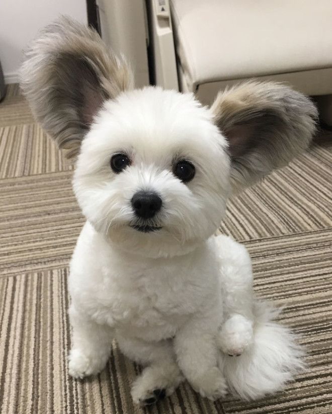 Funny-Fluffy-Ears-Dog-Goma