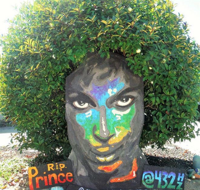 prince-tribute-bush-bloom-christine-stein-sacramento-california-9