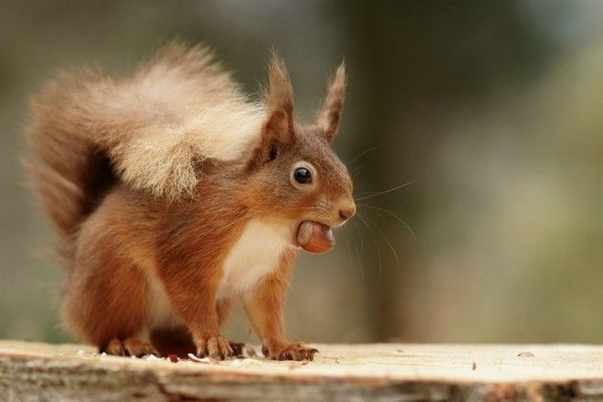 Red Squirrel | © Peter Trimming/Flickr