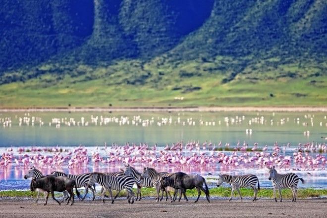 Wildlife in the Ngorongoro Crater | © Travel Stock/Shutterstock
