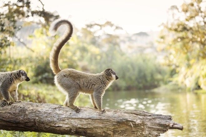 Lemur in their natural habitat, Madagascar | © danm12/Shutterstock 