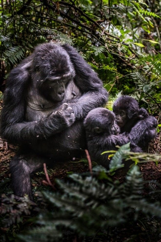 Mountain gorilla family | © Vaclav Sebek/Shutterstock