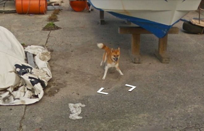 tiny-dog-follows-street-view-car-kagoshima-japan003