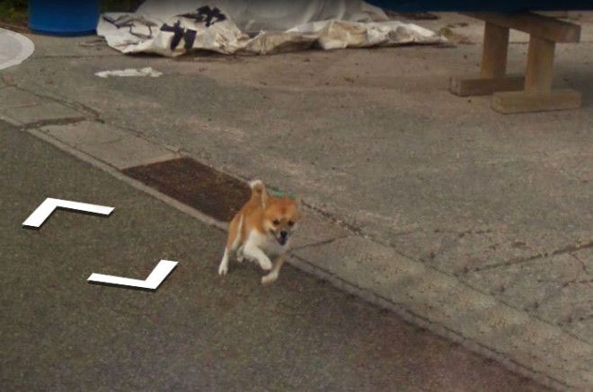 tiny-dog-follows-street-view-car-kagoshima-japan005
