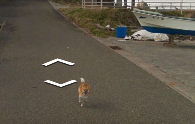 tiny-dog-follows-street-view-car-kagoshima-japan006
