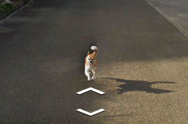 tiny-dog-follows-street-view-car-kagoshima-japan007