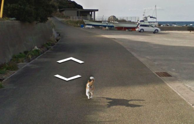 tiny-dog-follows-street-view-car-kagoshima-japan008