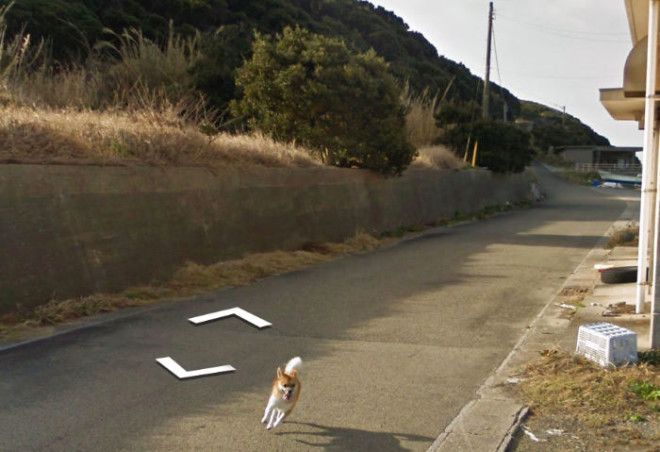 tiny-dog-follows-street-view-car-kagoshima-japan010