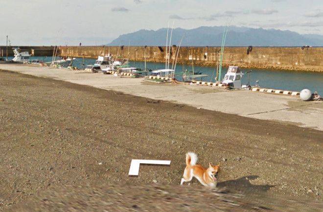 tiny-dog-follows-street-view-car-kagoshima-japan012