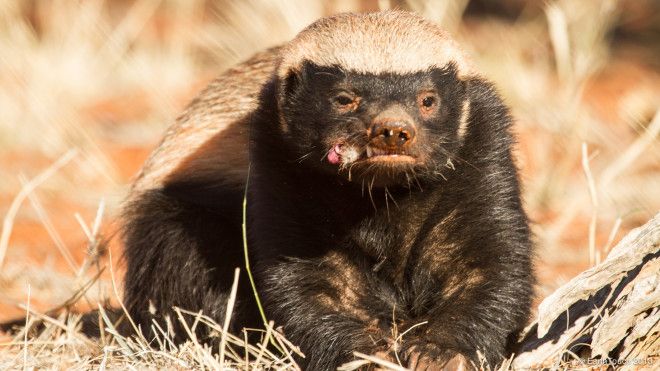 11 Fierce Facts About the Honey Badger