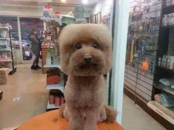 The most popular dogs' haircuts