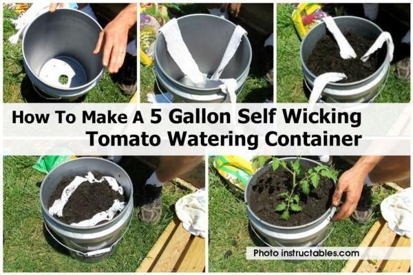 Easier way to water your tomatoes