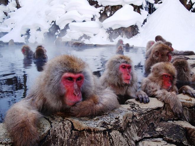 The snow monkeys are smart, playful creatures