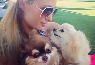 These celebrity pets are just as special too