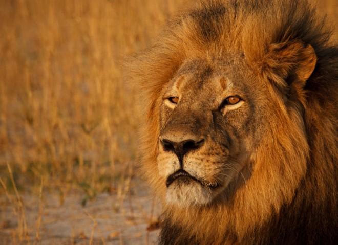 The biggest attraction of at Zimbabwe’s Hwange National Park