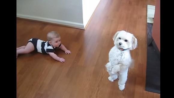 Dancing dog and laughing baby