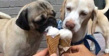 We all scream for ice cream!
