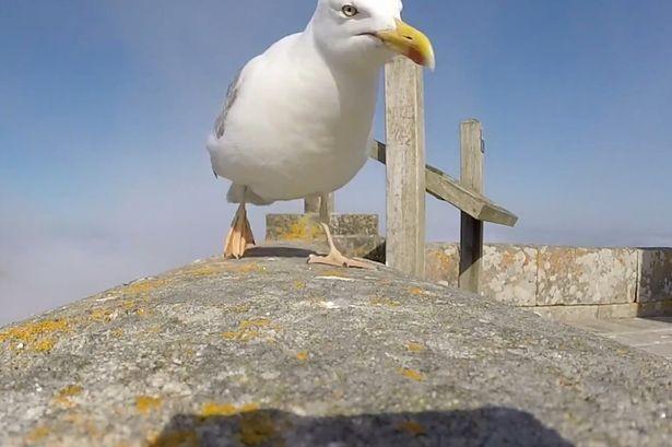 Trust no seagull!