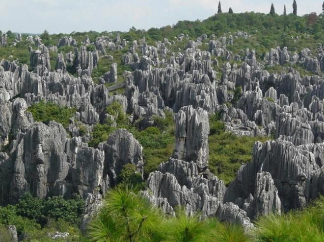 An ancient forest in southern China