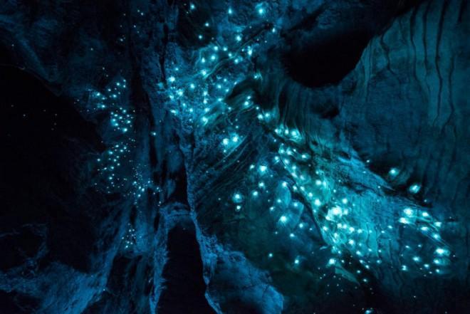 Colonies of glow worms