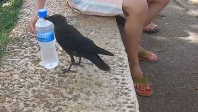 Incredibly smart crow asks for water from humans