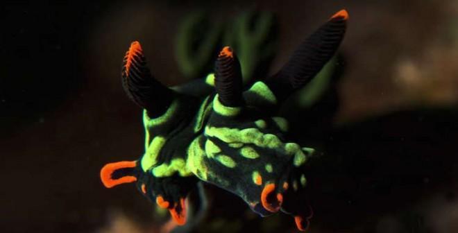 Green-and-orange sea slug does have two heads