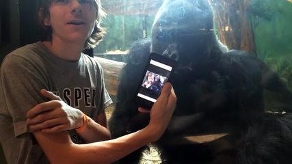 Watch the gorillas reaction
