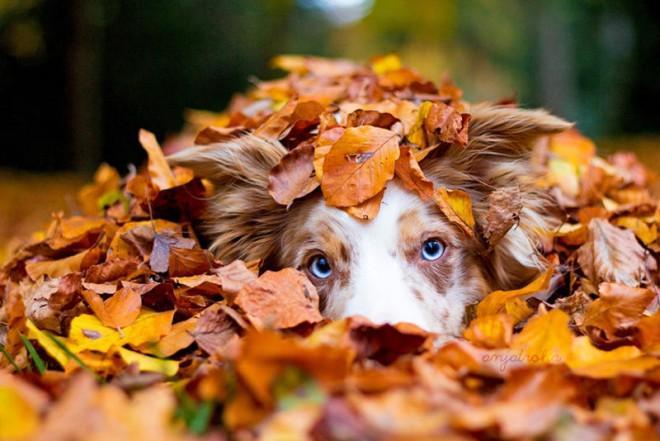 Animals + Fall = a great combination
