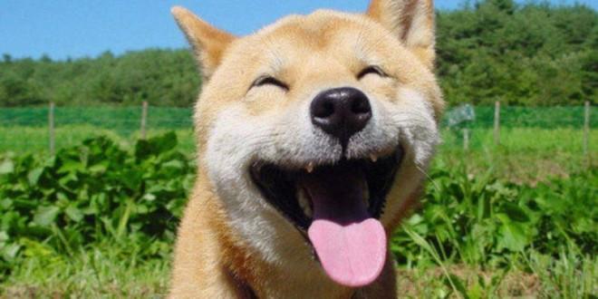 Dogs and humans are so deeply intertwined