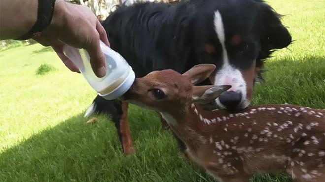 Happy free deer