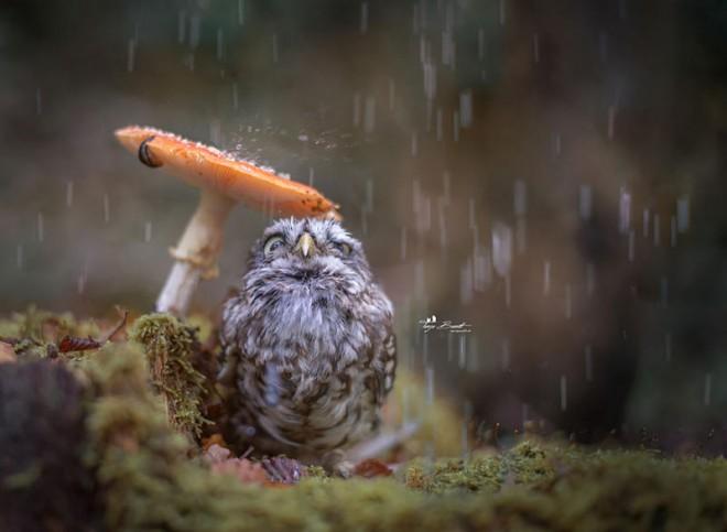 Everyone love the cute tiny owl in an instance