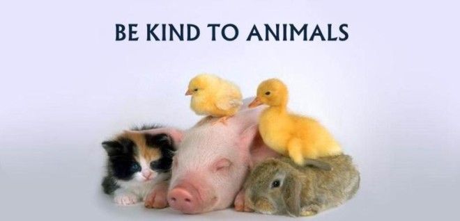 Showing kindness to an animal makes you a better person