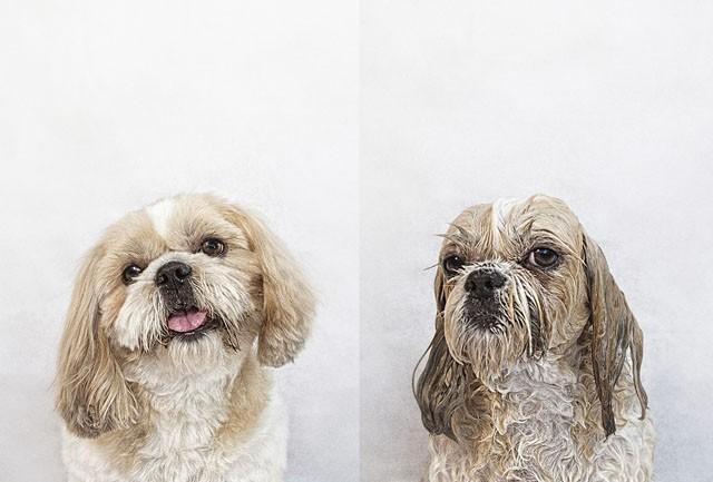 A series of side-by-side portraits
