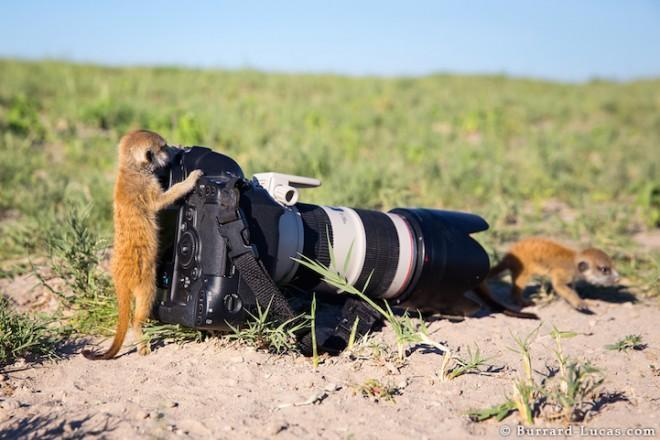 Perfectly timed 17 images