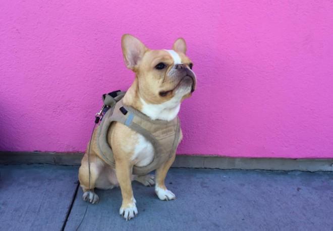 Chloe The Mini Frenchie is everything