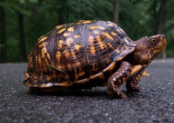 Escape routes for turtles