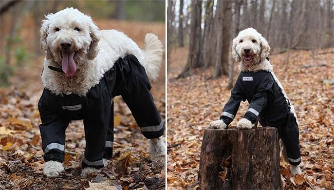 Pants for your pup